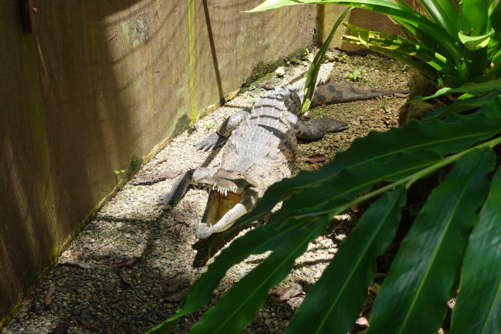 American Crocodile sunbathing