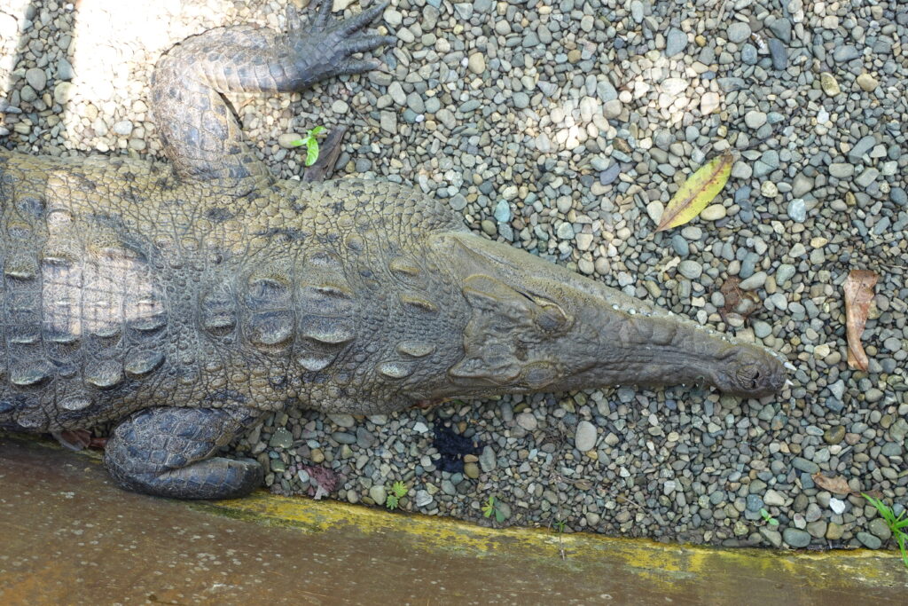 American Crocodile