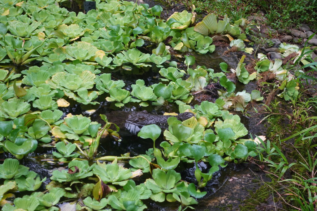 American Crocodile hiding in a pond