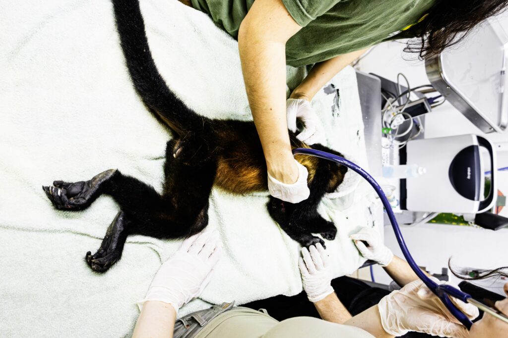 Howler monkey medical check up