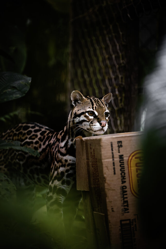 Ocelot playing with cardboard box